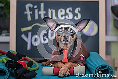 Pet Fitness , sport and lifestyle concept. Funny dog â€‹â€‹in sportswear in training, Stock Photo
